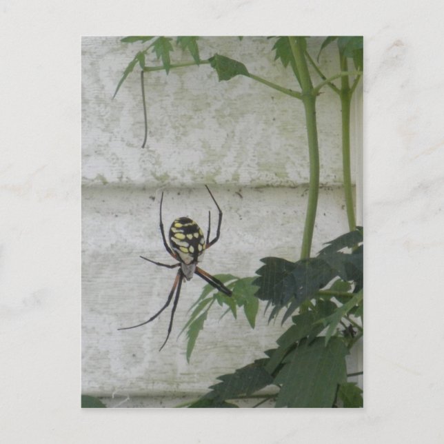 Carte Postale Ecriture Araignée Noire Jaune Jardin Araignées Pho (Devant)