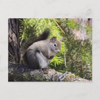 Carte Postale Écureuil