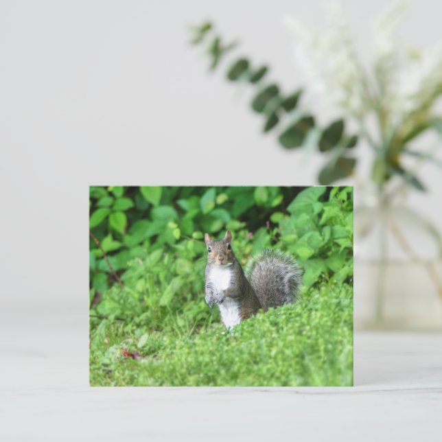 Carte Postale Écureuil (Debout devant)