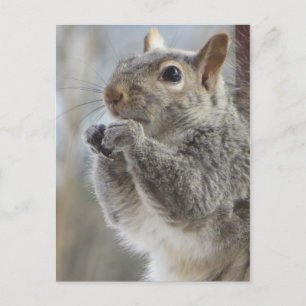 Carte Postale Écureuil