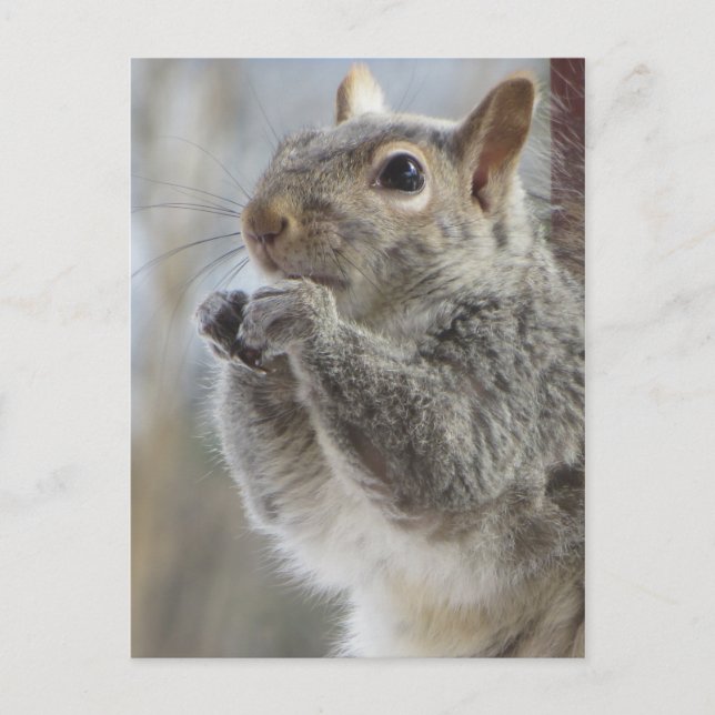 Carte Postale Écureuil (Devant)