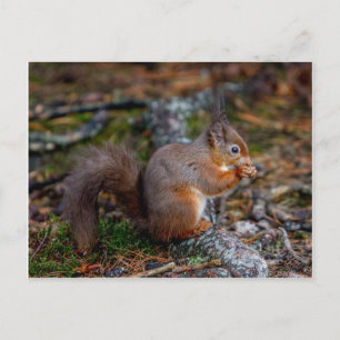 Carte Postale Écureuil