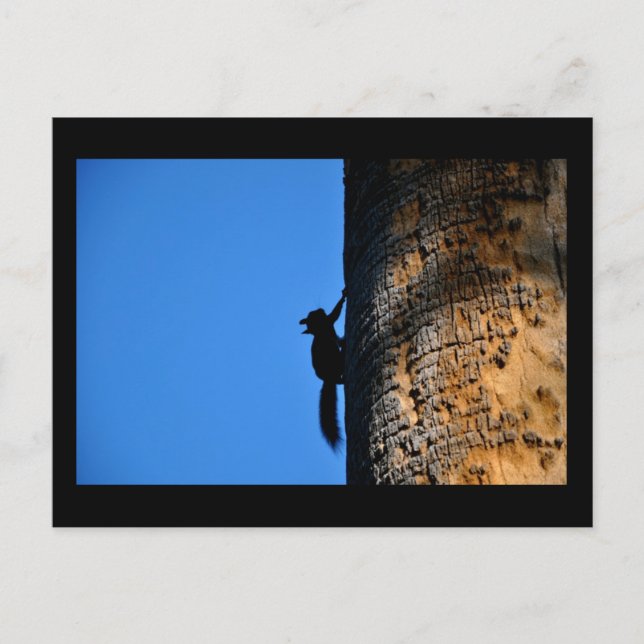 Carte Postale Écureuil (Devant)