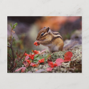 Carte Postale Écureuil