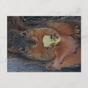 Carte postale écureuil