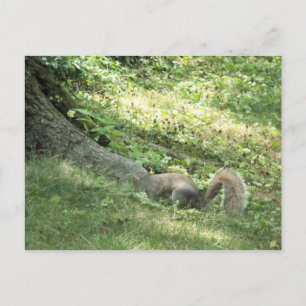 Carte Postale écureuil à la recherche de noix