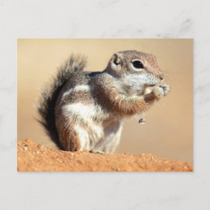 Carte Postale écureuil antilope de Harris (Ammospermophilus)