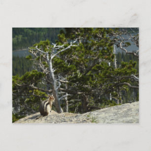Carte Postale Écureuil au belvédère du lac Two Medicine