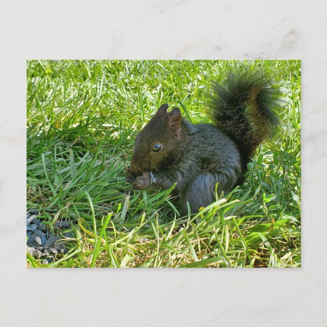 Carte Postale Écureuil bébé (Devant)