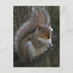 Carte Postale Écureuil dans l'arbre