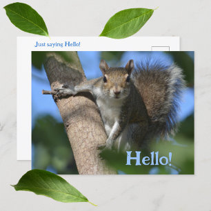 Carte Postale Écureuil dans l'arbre vous regardant Photo mignonn