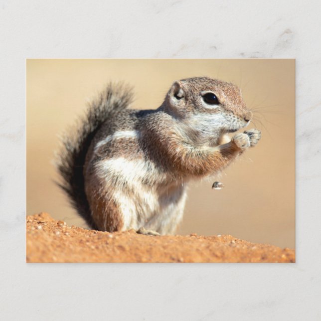 Carte Postale Écureuil d'antilope de Harris (Ammospermophilus) (Devant)