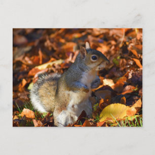 Carte Postale Écureuil d'automne