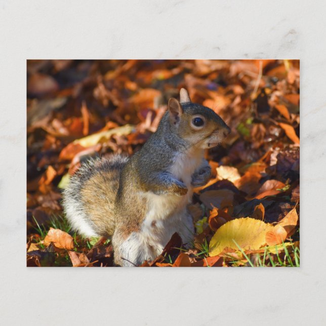 Carte Postale Écureuil d'automne (Devant)