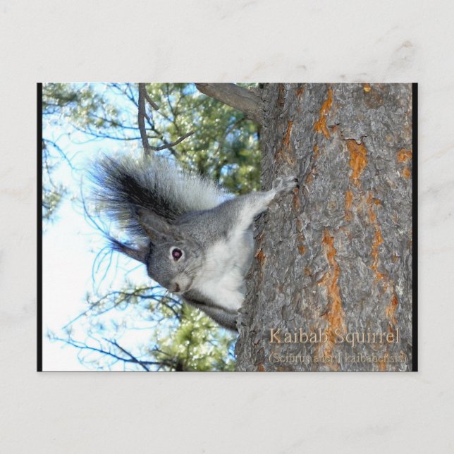 Carte Postale Écureuil de Kaibab (Sciurus aberti kaibabensis) (Devant)