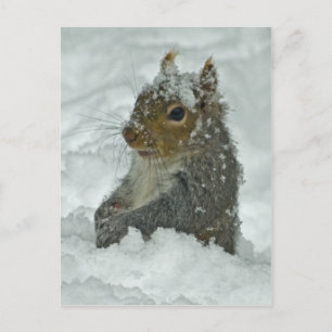 Carte postale écureuil de neige