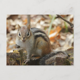 Carte Postale Écureuil de terre dans la forêt