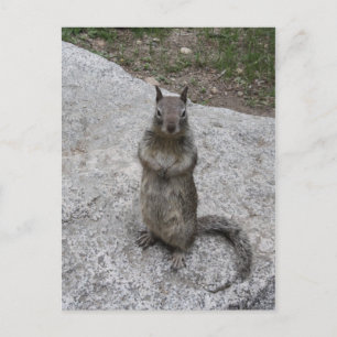Carte Postale Écureuil de Yosemite