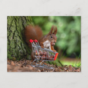 Carte Postale Écureuil drôle avec panier - Humour écureuil