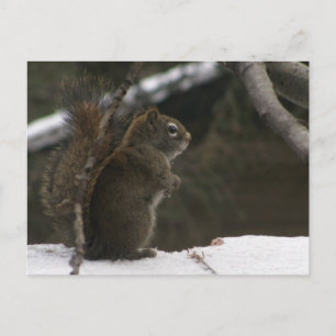 Carte Postale Écureuil en hiver