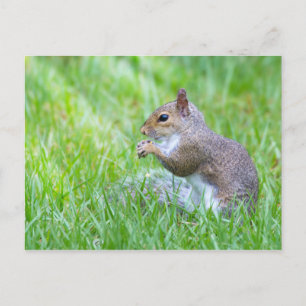 Carte Postale Écureuil Fox