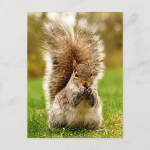 Carte Postale Écureuil gras