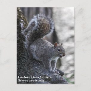 Carte Postale Écureuil gris