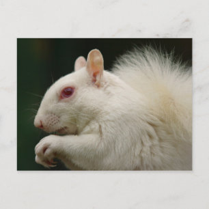 Carte Postale Écureuil gris albinos