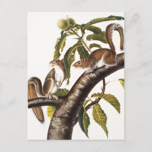 Carte Postale Écureuil gris de Caroline (Sciurus Carolinensis)