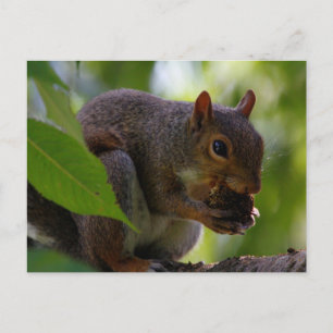 Carte Postale Écureuil gris de l'Est mangeant une noix