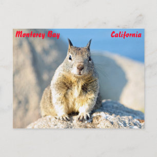 Carte Postale Écureuil gris, Monterey Bay, Californie