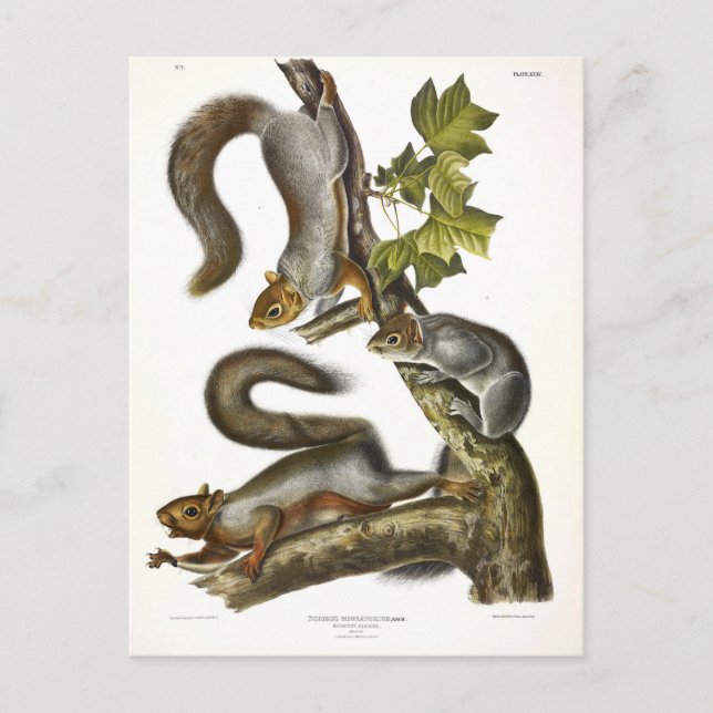 Carte Postale Écureuil gris-oriental (écureuil migrateur) Audubo (Devant)