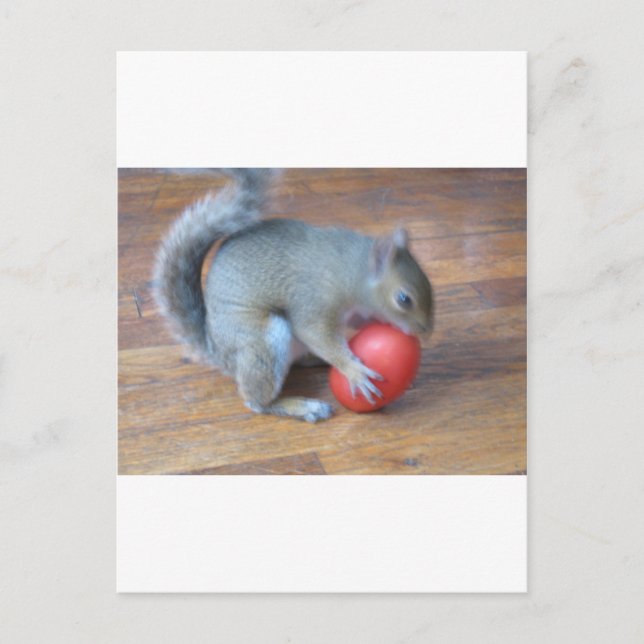 Carte Postale écureuil jouant avec la tomate (Devant)