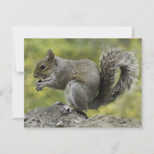 Carte Postale Écureuil mangeant sur un rocher