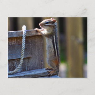 Carte Postale Écureuil mignon
