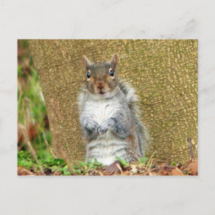 Carte Postale Écureuil mignon