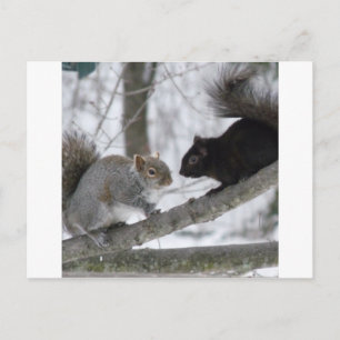 Carte Postale Écureuil noir et gris