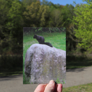 Carte Postale Écureuil noir mignon sur un rocher Écureuils de la