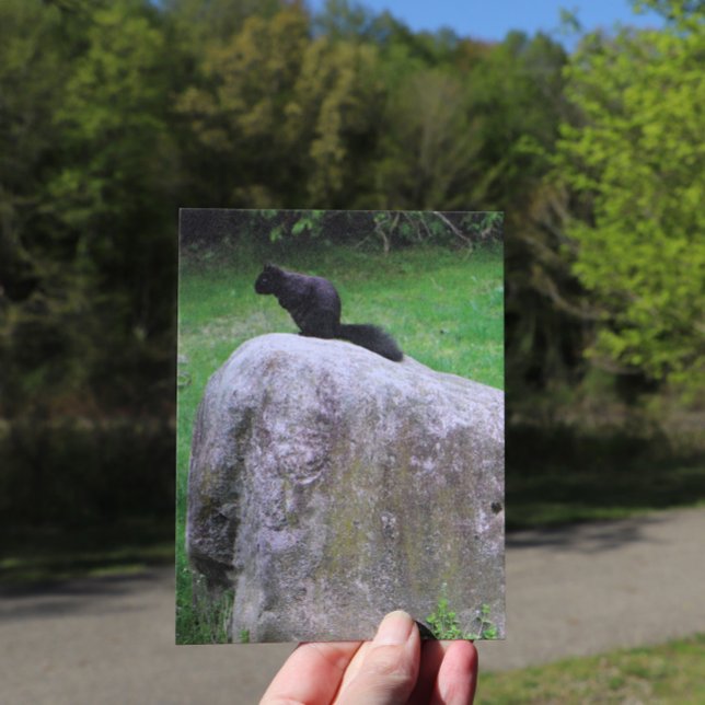 Carte Postale Écureuil noir mignon sur un rocher Écureuils de la (Créateur téléchargé)