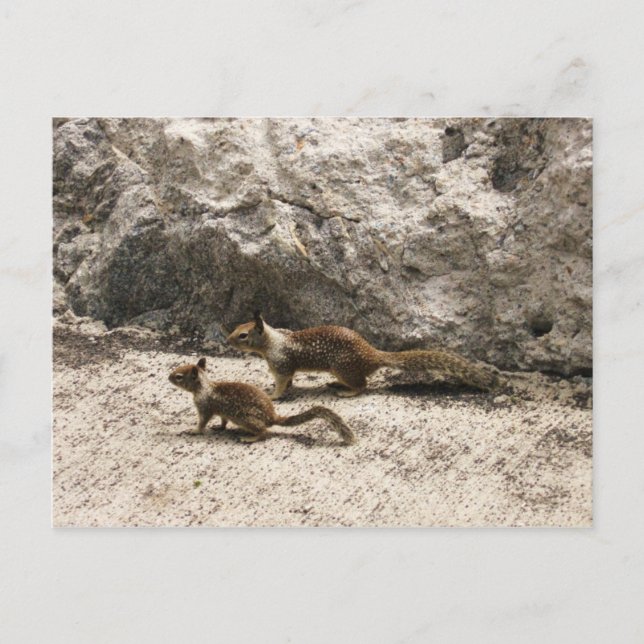 Carte Postale Écureuil pour bébé et maman (Devant)