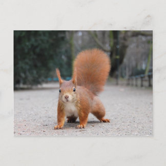 Carte Postale Écureuil rouge