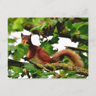 Carte postale écureuil rouge