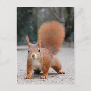Carte Postale Écureuil rouge