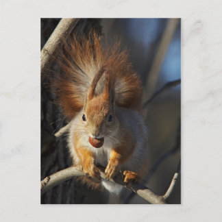 Carte Postale Écureuil rouge avec noisette