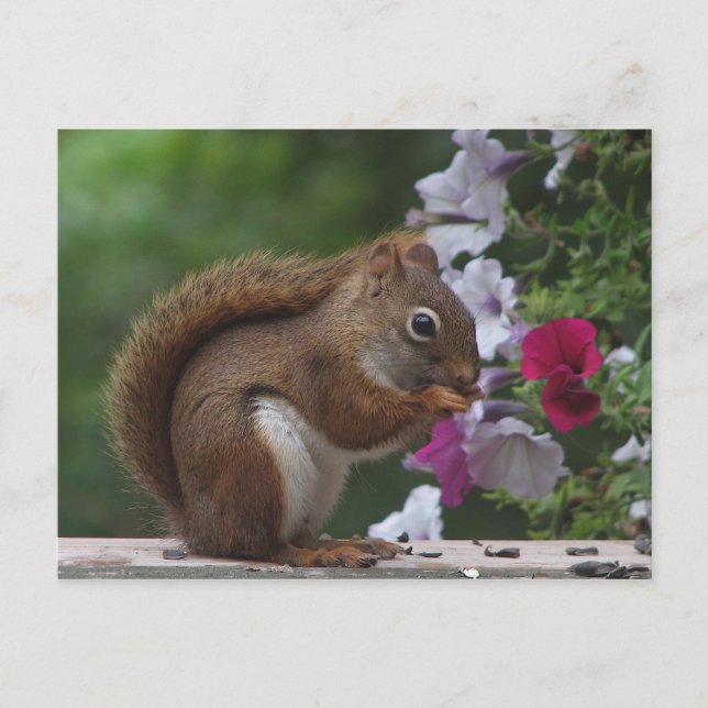 Carte Postale Écureuil rouge avec Petunias (Devant)