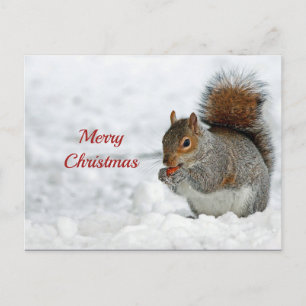Carte Postale Écureuil Rouge Berry Photo de neige Noël