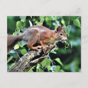 Carte Postale Écureuil rouge dans l'arbre