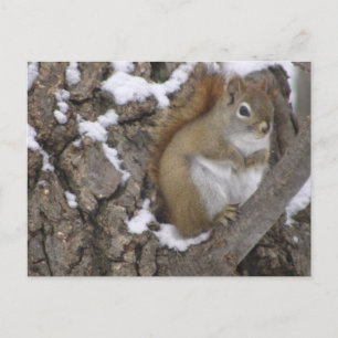 Carte Postale Écureuil rouge d'hiver