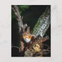 Écureuil Rouge En Haut D'Un Arbre