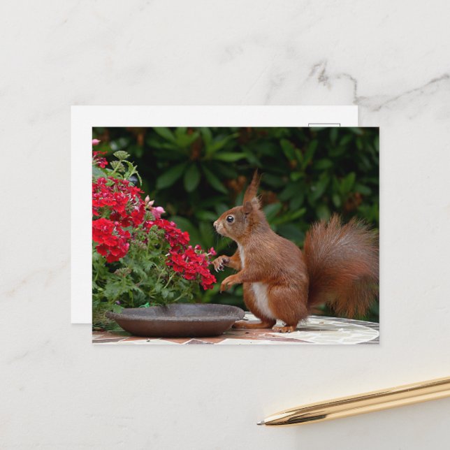 Carte Postale Écureuil rouge et blanc avec Fleur rouge Bush (Devant/Arrière en situation)